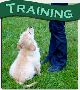 Pet training
